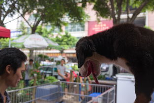 广州宠物市场