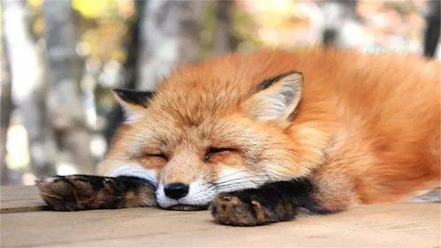 日本一人气景点,散养着100多只狐狸,历史上曾是猎人村