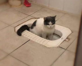 猫咪为什么偏爱喝马桶水 洗脚水这种 脏水
