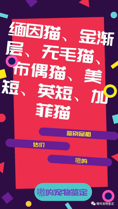 2020年开猫舍还能赚钱吗 需要注意哪些地方才能避免入坑,