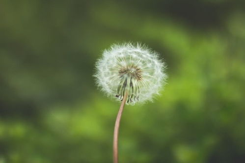 近期内,鸿运当头缘分与桃花,收获真爱至白首的四大生肖