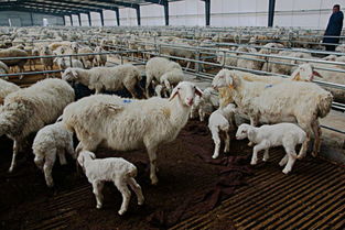 圈养羊什么品种好 圈养羊常见病有哪些 圈养羊赚钱吗 