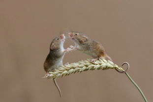 英国摄影师拍到罕见榛睡鼠玩耍照片 温馨惬意 组图 