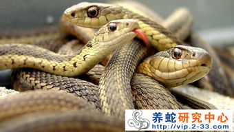 蛇类繁殖技术 种蛇的雌雄鉴别