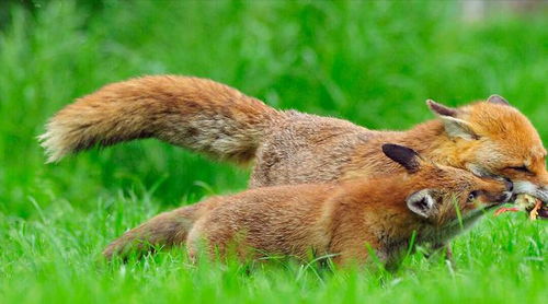 上海一小区发现白狐,为何狐狸的弃养率居高不下 弃养等同于杀生