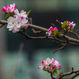 重庆海棠反季开花 逆袭 寒冬成一景 