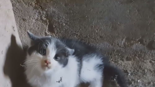 男子给流浪猫喂食,猫咪的警惕性很高,用了很长时间才慢慢好一点 