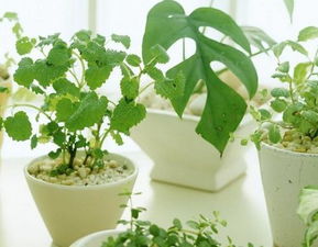 什么植物去甲醛最快有效,什么植物除甲醛效果最好最快？