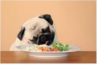 肠胃宝可以预防狗狗腹泻吗 宠物拉稀可以吃小宠肠胃宝吗