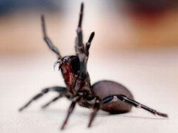 盘点地球上最毒动物 黑寡妇蜘蛛上榜 