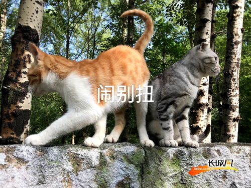 高清组图 灰灰和黄黄的 猫村 爱情故事