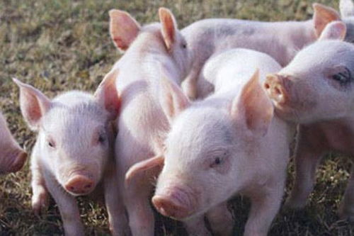 猪饲养管理毕业论文