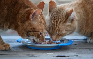 猫罐头一顿吃多少,猫罐头一顿的量几克 