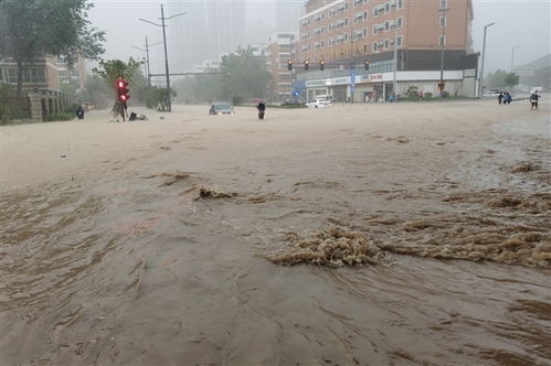 郑州一条小鱼被暴雨冲进路灯 半年多了 还活着 