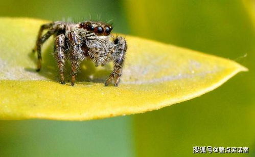 昆虫学家用科学的角度告诉你 为什么不能打死家里的蜘蛛