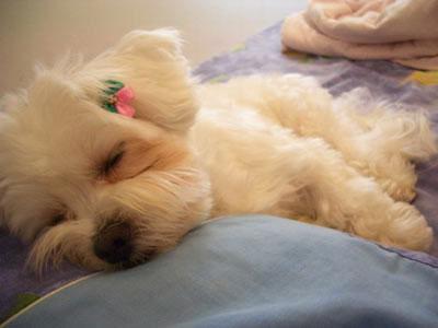 为什么狗狗晚上总是不睡觉 与这六个原因有关