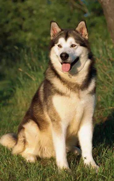 怎么测试阿拉斯加雪橇犬得了犬瘟,犬瘟的症状表现