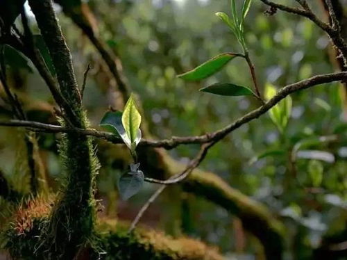 被涟源人遗忘的宝贝 荒山寻茶 龙山四月觅茶香