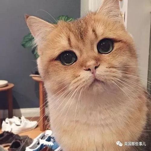 一只自带眼线的橘猫 这自带妆感的大眼睛,很妖艳咯 