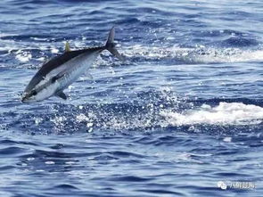 大西洋蓝鳍金枪鱼 能把自己煮熟的海洋斗士 