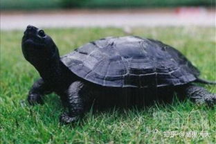 乌龟最多可以活多久 