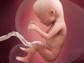 孕期表现之 怀孕16周的状态 