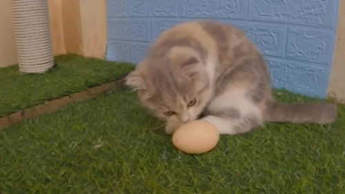 这些小猫咪第一次看到鸡蛋 会有什么反应 