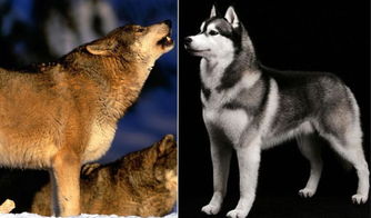 图解西伯利亚雪橇犬与狼的联系和区别 
