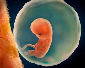 原创备孕时，身体的这3个“表现”，或许是“受精卵”着床成功的信号