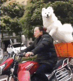 大姐骑摩托车带萨摩耶兜风,网友追上去一看,这狗厉害了
