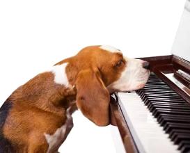 狗狗喜欢听什么音乐 狗狗听的音乐有哪些