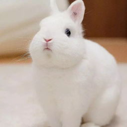 这只蓝眼睛的兔兔好漂亮 