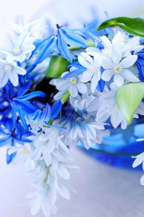 蓝色最出名的花有哪种,送人蓝色的花有哪些？