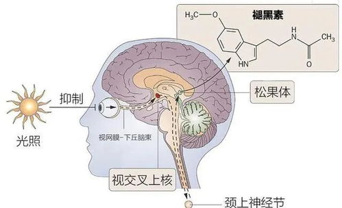 松果体素(松果体素的人体功效)