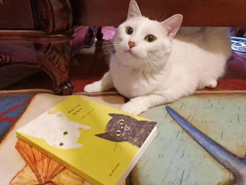 好书 推荐丨萌翻了 18个爱猫的作家合写了一本撸猫秘籍
