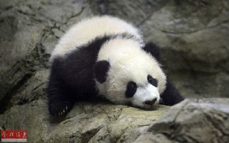 西媒 中国西班牙续写大熊猫情缘 中西友谊和文化交流象征