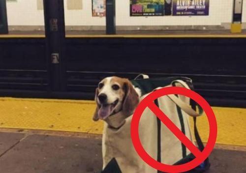 携带宠物可以乘坐地铁吗 