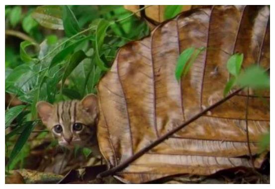 世界上最爱吃昆虫的猫科动物 体型太小,在昆虫面前才有足够勇气