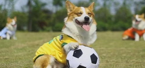 狗看到足球为什么激动