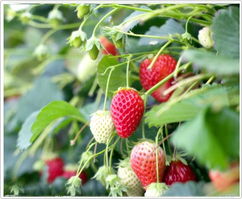 章姬草莓特点,草莓品种前十名排名？