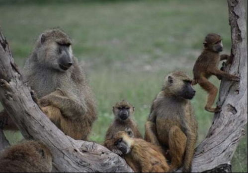 动物智慧 狒狒是如何避免近亲繁殖的