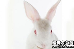 动物观察日记 可爱的小兔子