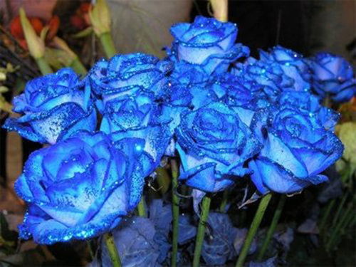 蓝色妖姬的花语是什么,蓝色妖姬几枝各代表什么意思？