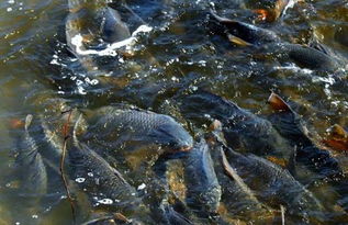 河道养鱼技术 