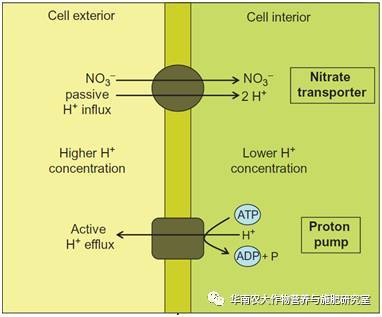 植物对铵态氮和硝态氮的吸收同化机理简介