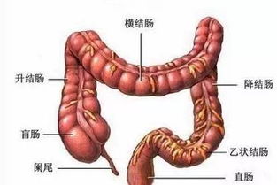 抗生素切莫滥用,可能增加结直肠癌风险