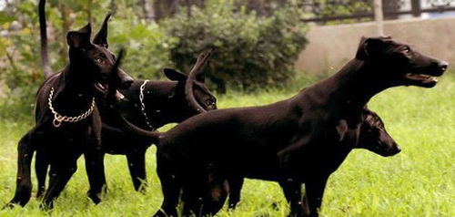 中华黑狼和墨界黑狼犬哪种比较好有什么区别