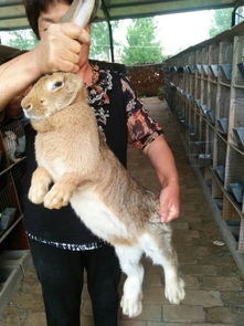 【几个月龄的比利时兔可以作为优质种兔】-黄页88网