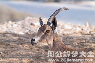 梦见野山羊 梦到野山羊是什么意思 周公解梦大全网 