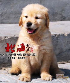 北京朝阳区纯种金毛犬价格 